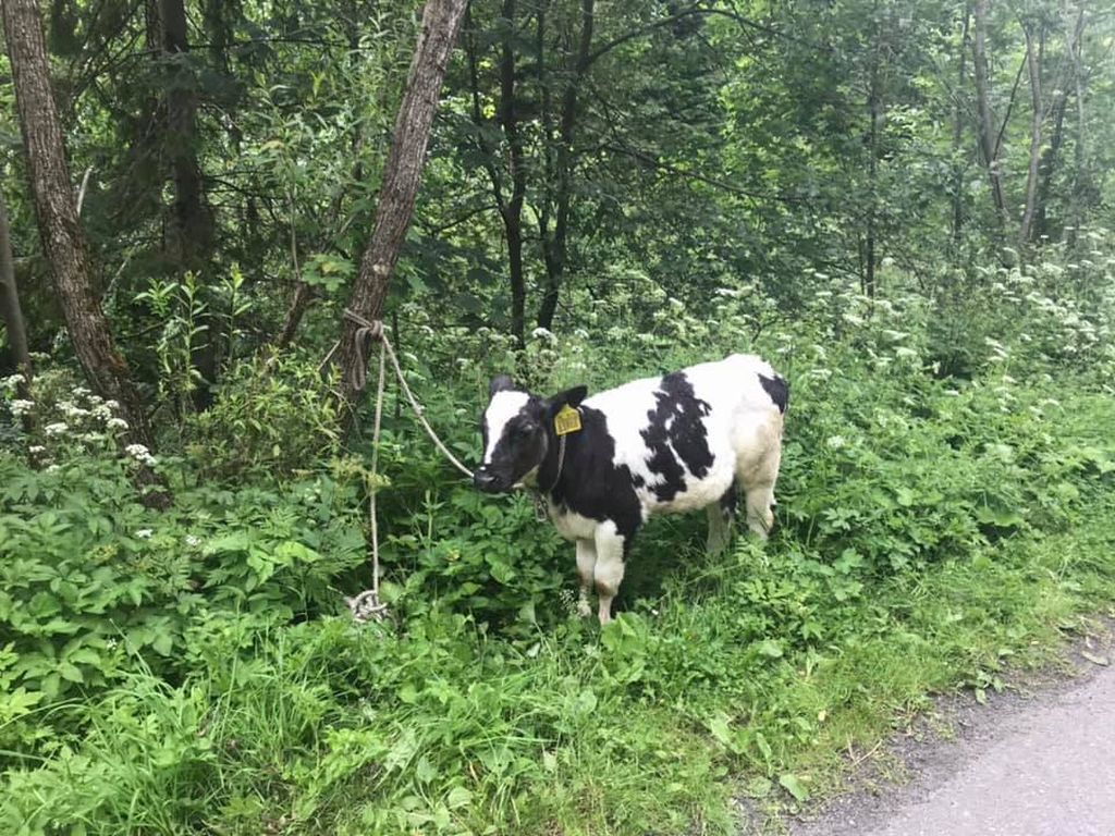 uhryń, powiat nowosądecki, krowa w osobówce, OSP Łabowa