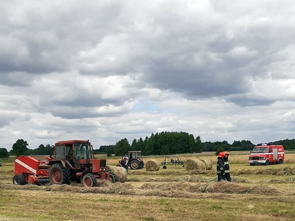 trawa, łąka