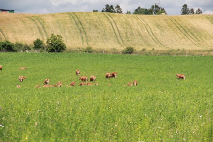 krowy limousine niszczą uprawy, poszkodowani rolnicy, krowy uciekły z pastwiska,