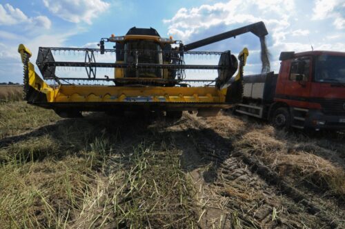 zbiory jęczmienia ozimego, zbiory rzepaku ozimego, małe żniwa
