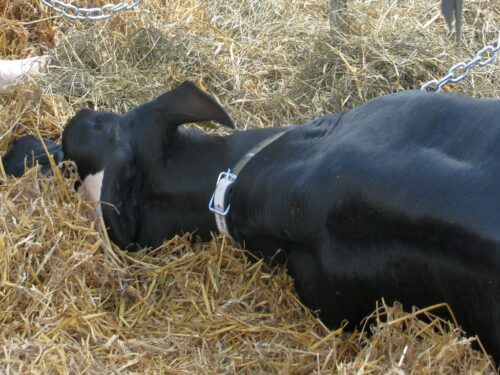 Ubezpieczenie od padnięcia zwierząt, krir, ministerstwo rolnictwa