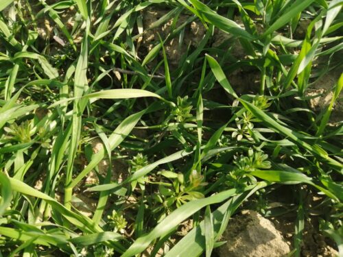 przytulia czepna, zwalczanie przytuli czepnej, chinomerak, preparaty do zwalczania przytuli czepnej