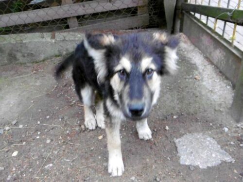 Biała Piska, powiat piski, znęcanie się nad zwierzętami, Inspektorat Weterynarii w Piszu