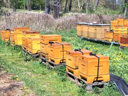 Ule na balkonie, miejska hodowla pszczół, włochy, mediolan