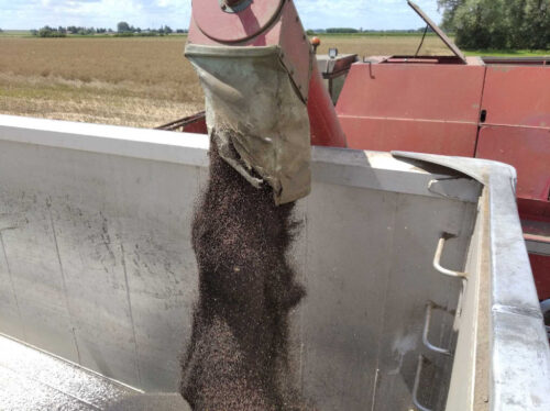 nasiona rzepaku, kombajn, samochód, pole