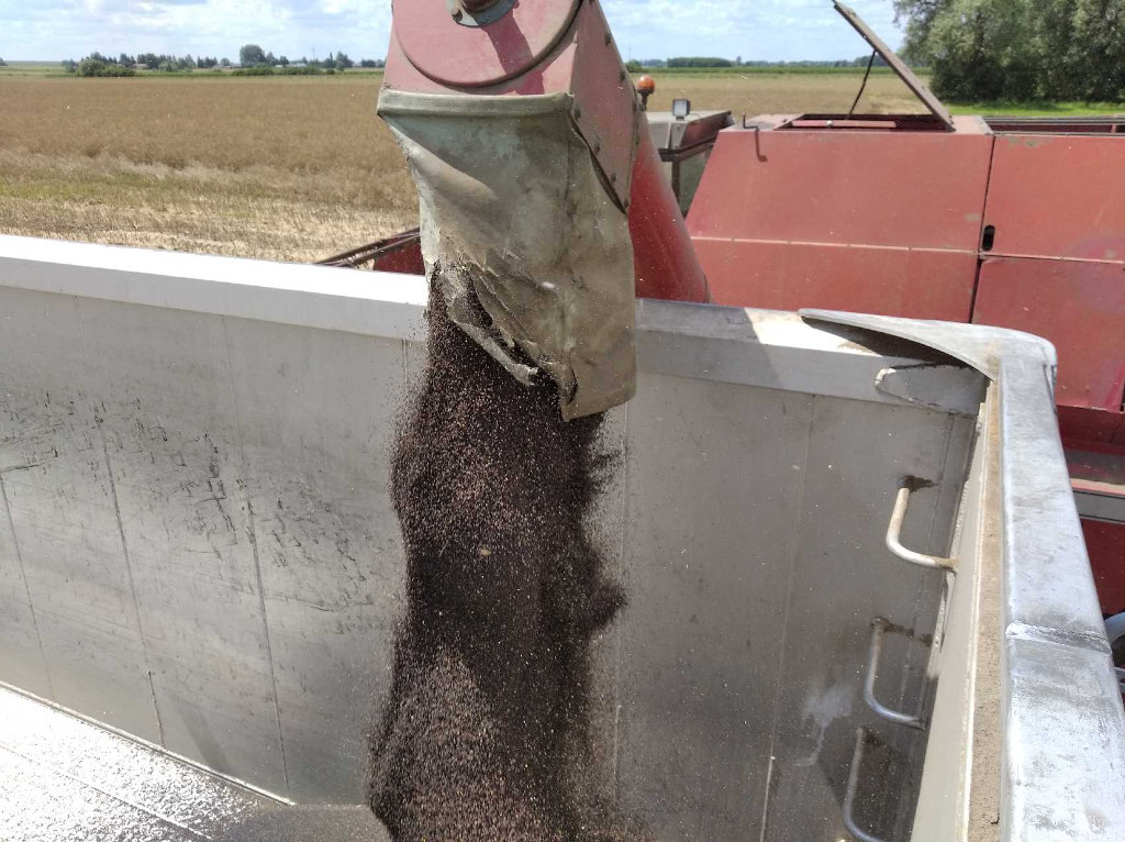 nasiona rzepaku, kombajn, samochód, pole