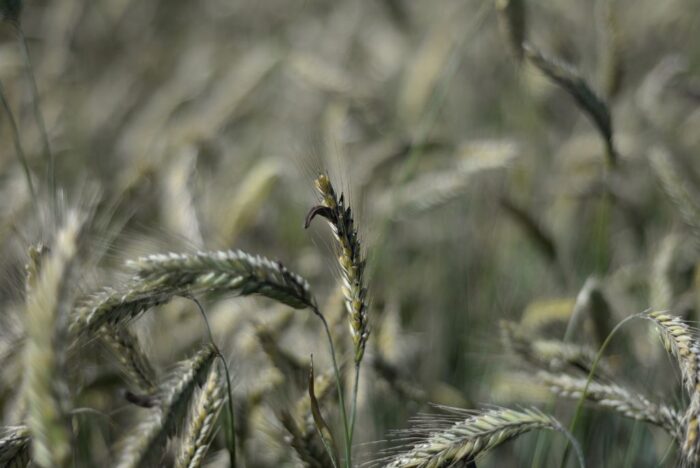 sporysz na życie, odmiany odporne na sporysz, IOR-PIB, toksyczny grzyb na życie, choroby żyta