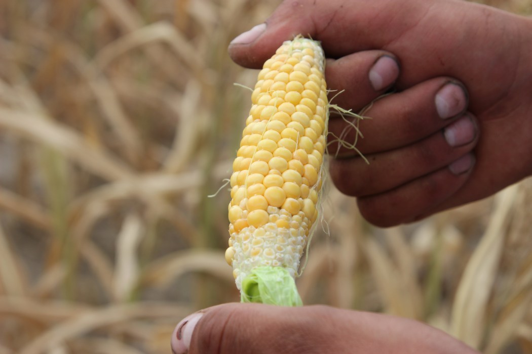 kukurydza, susza, KBW, rozporządzenie, MRiRW, straty, zboża, pogoda