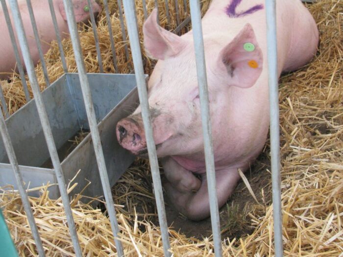 produkcja trzody chlewnej, ceny świń, opłacalność produkcji