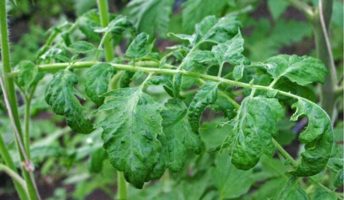 Tomato mottle mosaic virus, wirus na pomidorach, deformacje liści pomidorów, nekrozy pędu głównego papryki, PIORiN