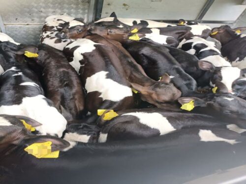 transport trzody chlewnej, Inspekcja Transportu Drogowego, Suchatówka