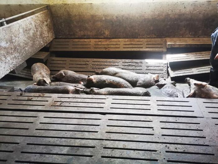 tuczniki, ceny skupu, eksport wieprzowiny, trzoda chlewna