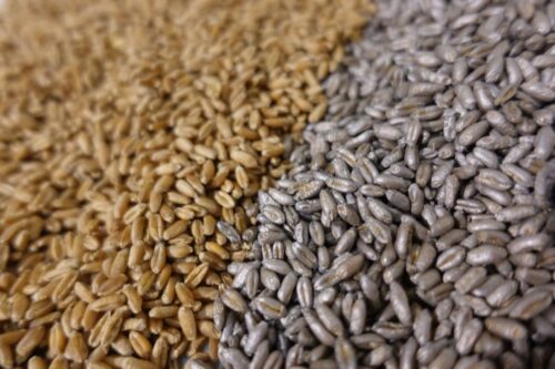 Vibrance Duo, Wronkowski Nasiona, zaprawa do zbóż firmy Syngenta, srebrne nasiona zbóż, sedaksan, fludioksonil