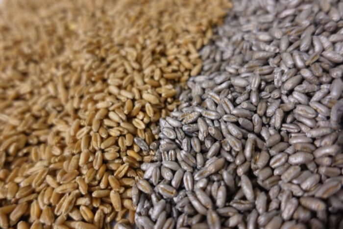 Vibrance Duo, Wronkowski Nasiona, zaprawa do zbóż firmy Syngenta, srebrne nasiona zbóż, sedaksan, fludioksonil