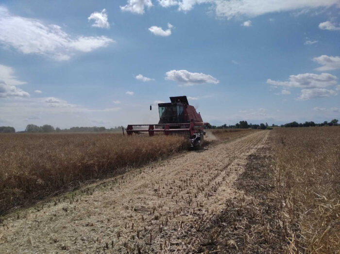 rzepak, kombajn, pole, niebo