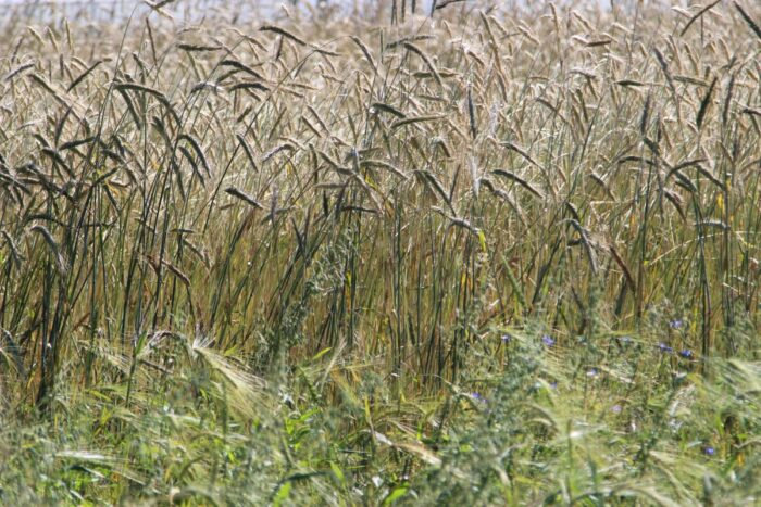 dzierżawa, ziemia, nieruchomości rolne, KOWR