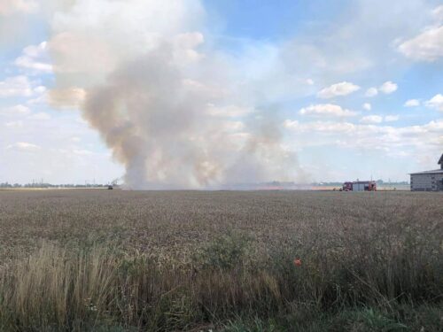 produkcja zbóż, pszenica, zboża paszowe