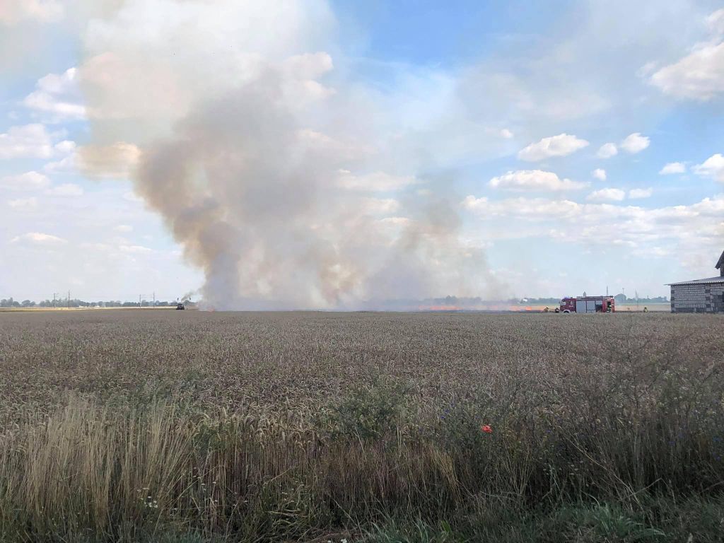 produkcja zbóż, pszenica, zboża paszowe
