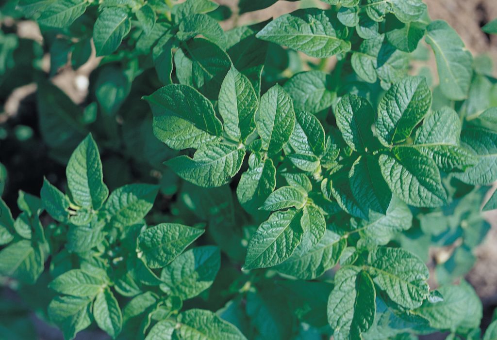 Corteva Agriscience, Zorvec Endavia, zaraza ziemniaka, mączniak rzekomy cebuli, nowy fungicyd od Cortevy