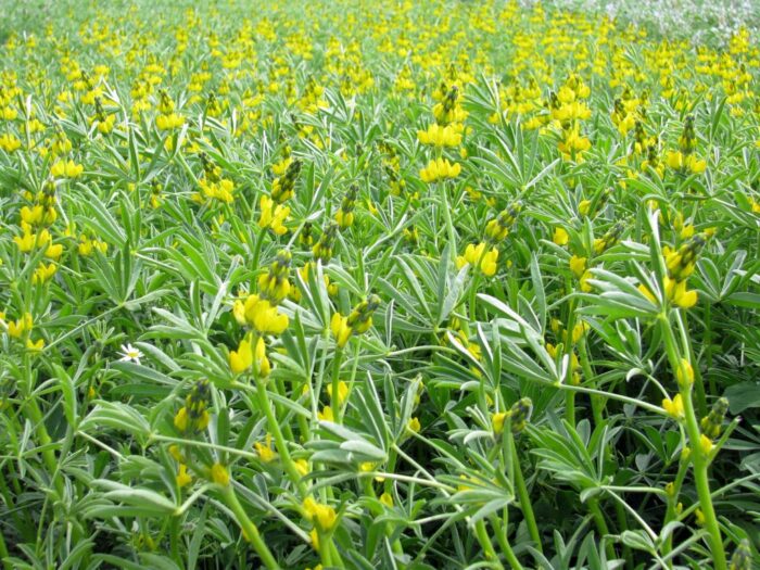 wysokobiałkowe surowce paszowe, import białka, strączkowe pastewne