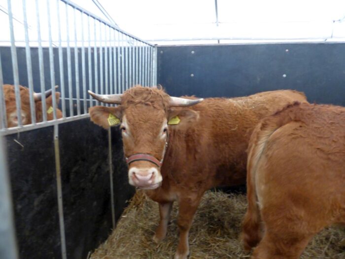 atak byka, bydło, szewce, krus, zwierzęta gospodarskie