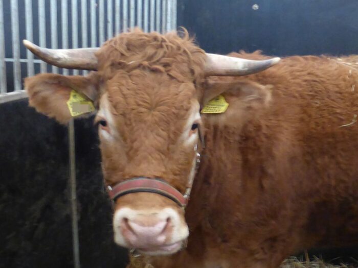 atak byka, Naszacowice , powiat nowosądecki, obsługa zwierząt hodowlanych