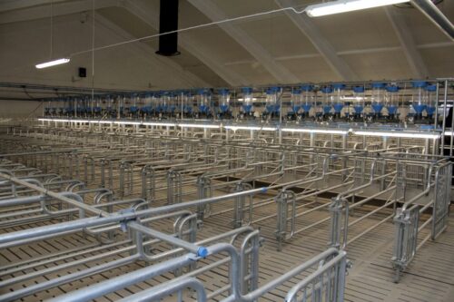 hodowla trzody chlewnej, janusz wojciechowski, fermy świń, europejski zieloiny ład