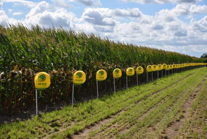 HR Smolice, Dzień kukurydzy 2020, nowe odmiany kukurydzy, Józef Adamczyk, hodowla roślin