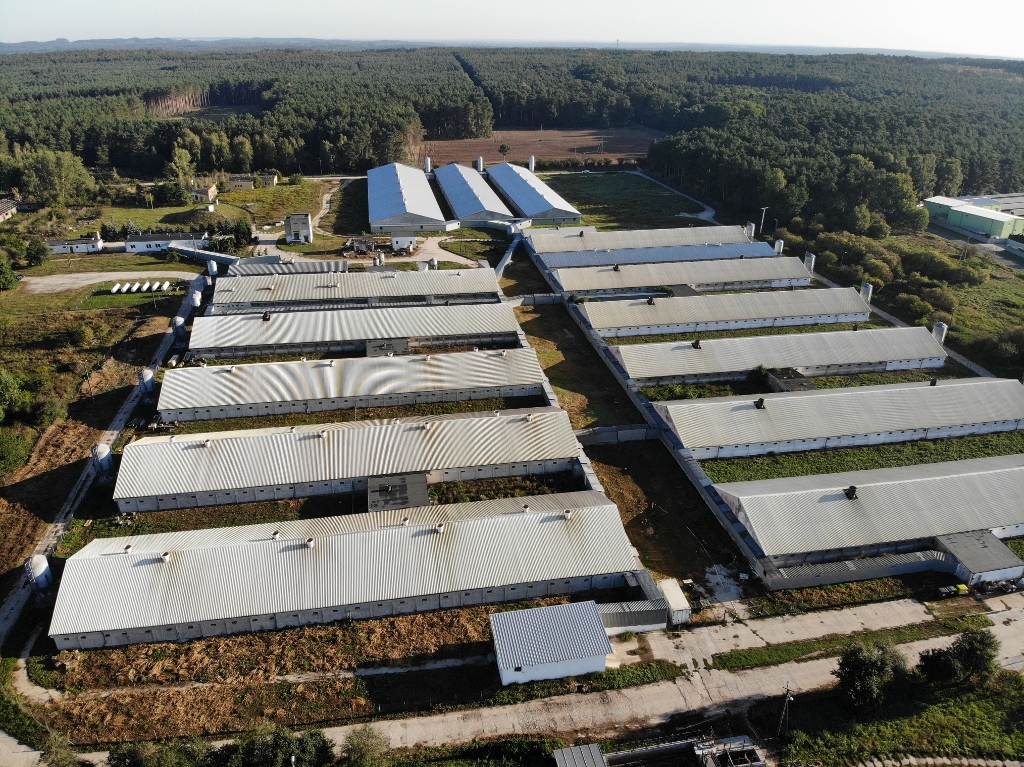 wirus asf, ognisko asf, afrykański pomór świń, ferma w Niedoradzu, zabite świnie, trzoda chlewna, muchy, bioasekuracja