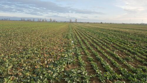 metody uprawy rzepaku ozimego, RZD IOR-PIB w Winnej Górze, strip-till, technologia uprawy rzepaku ozimego