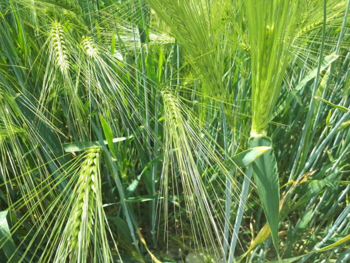 kłosy, jęczmień ozimy