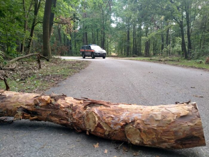 Nadleśnictwo Lubartów, lasy państwowe, kłody na drodze, jerzy reja