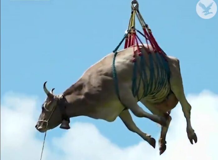 transport krowy śmigłowcem, Szwajcaria, bydło, krowa