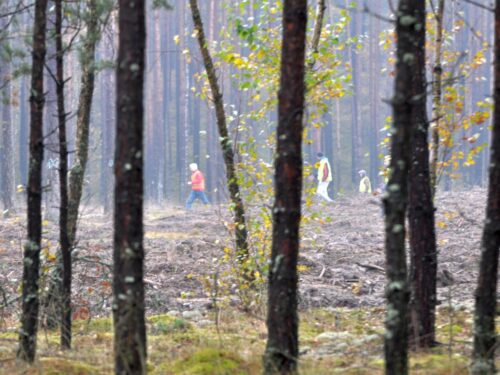 lasy_panstwowe_sprzedaz