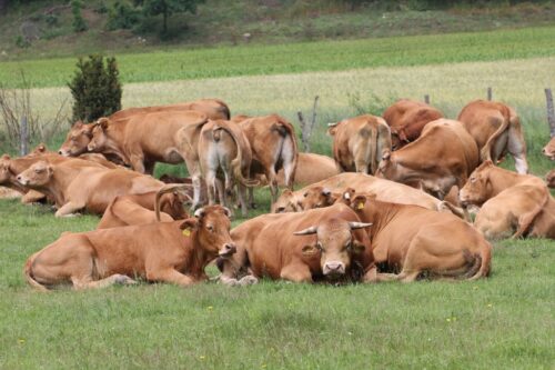 bydło mięsne, buhaje, limousine, aukcja,