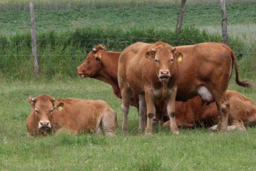 ATM, GAEC, Mercosur, Unia Europejska, ugorowanie, rośliny motylkowe, bydło mięsne, wołowina, drób, polskie rolnictwo