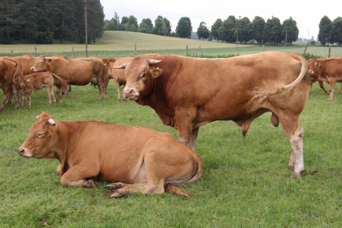 promocja żywności, mięso czerwone, krir, komisja europejska