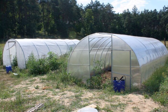 nielegalna plantacja konopi, policja, przestępstwo, konopie indyjskie