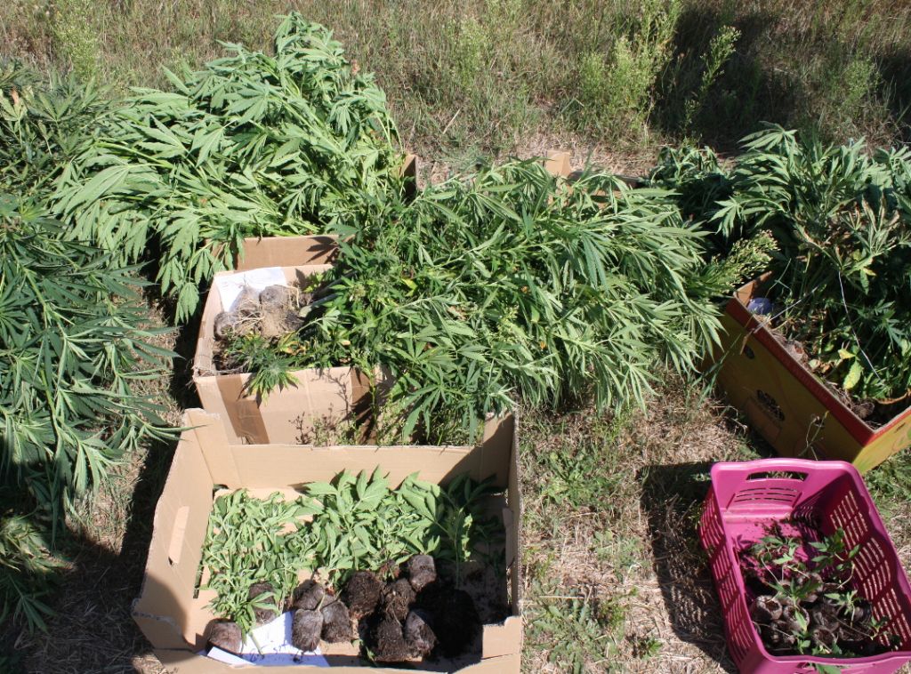 nielegalna plantacja konopi, policja, przestępstwo, konopie indyjskie