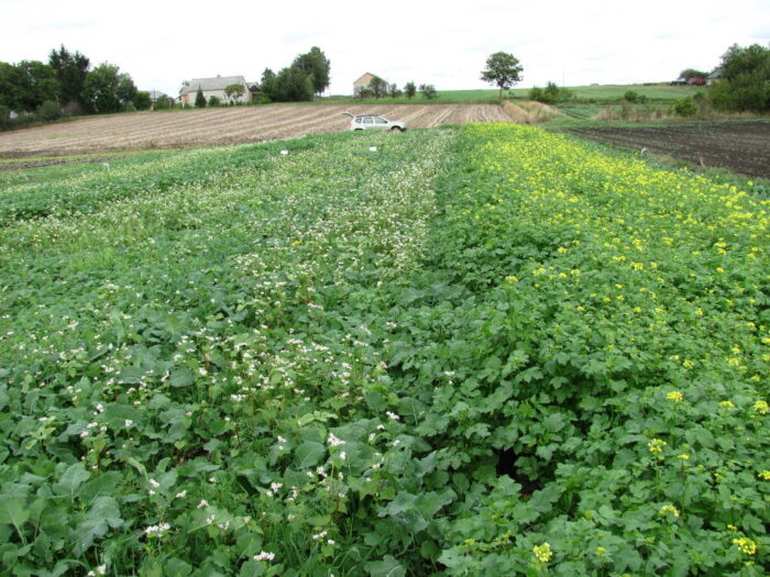 odchwaszczanie międzyplonów, międzyplony, mieszanki międzyplonowe, obszary proekologiczne, EFA, MCPA