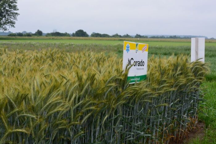 nowa odmiana pszenżyta ozimego, Corado, Danko, pszenżyto ozime w jednostkach siewnych, Wronkowski Nasiona