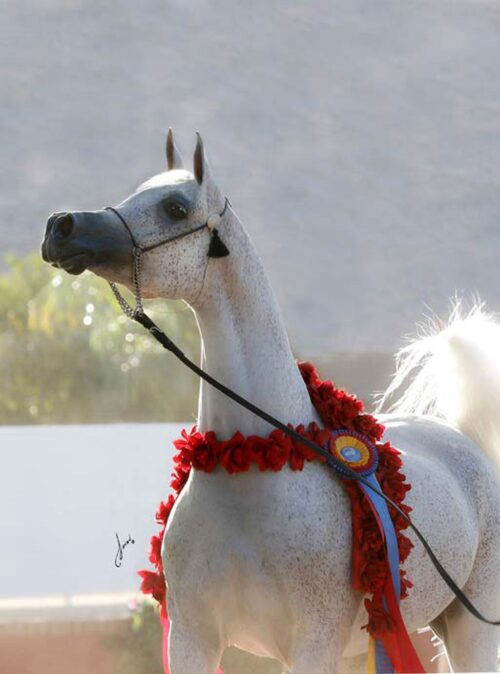 janów podlaski, stadnina koni w janowie, aukcja pride of poland, Tomasz  Chalimoniuk,