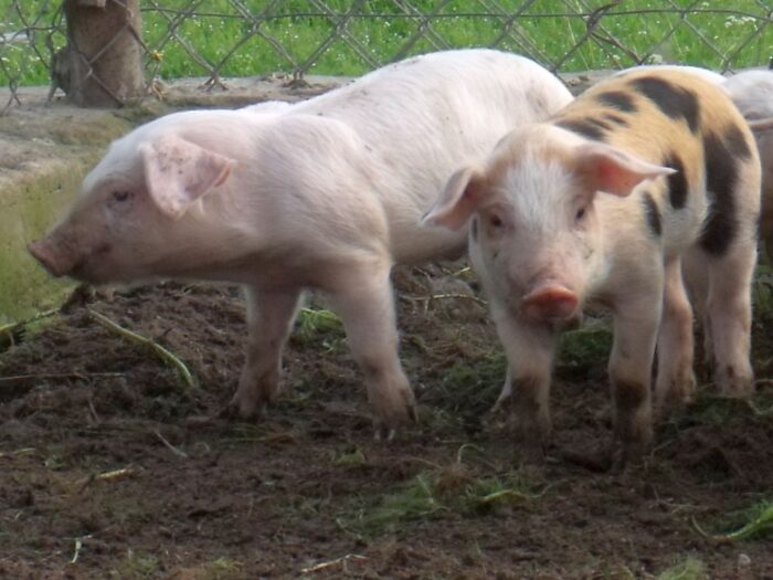 rośnie produkcja prosiąt, plenność loch