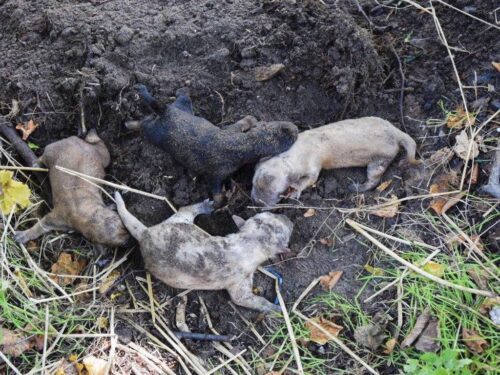 znęcanie się nad zwierzętami, zakopane szczeniaki, radzyń podlaski, gmina Brochów