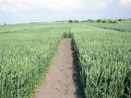 euronext w paryżu, cbot w chicago, notowania pszenicy, notowania kukurydzy