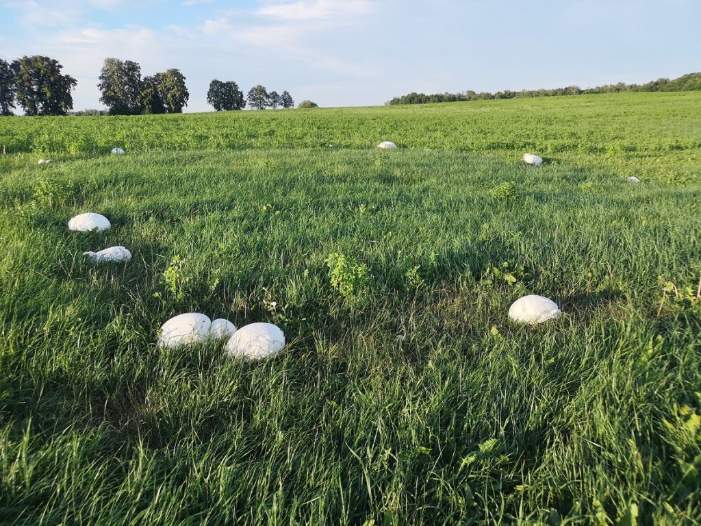 uroczysko Sosnowo, purchawica olbrzymia, czasznica olbrzymia, Nadleśnictwo Augustów