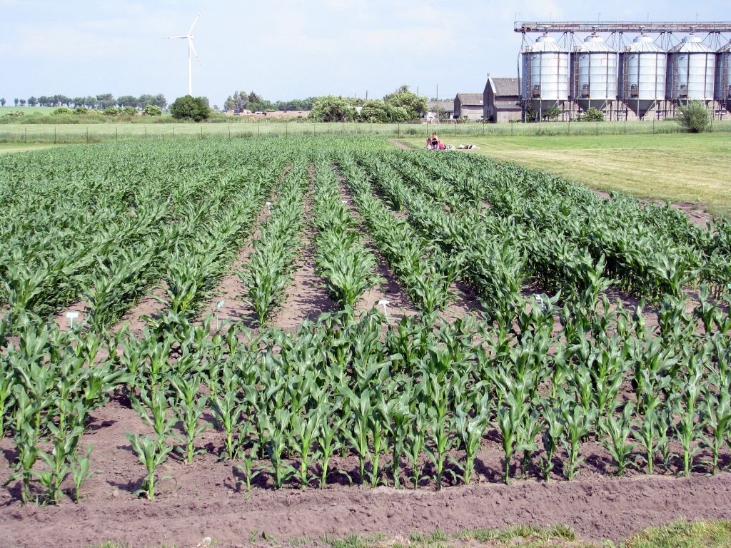 rolnictwo, budżet rolny, dotacje, ue