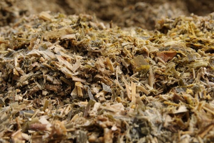 shredlage, kukurydza, kiszonka z kukurydzy, ziarniaki, claas, krowy mleczne, wydajność mleczna, zakiszanie, mleko