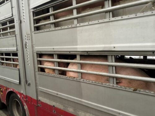 Instytut Ekonomiki Rolnictwa i Gospodarki Żywnościowej, poglowie świń w polsce, trzoda chlewna