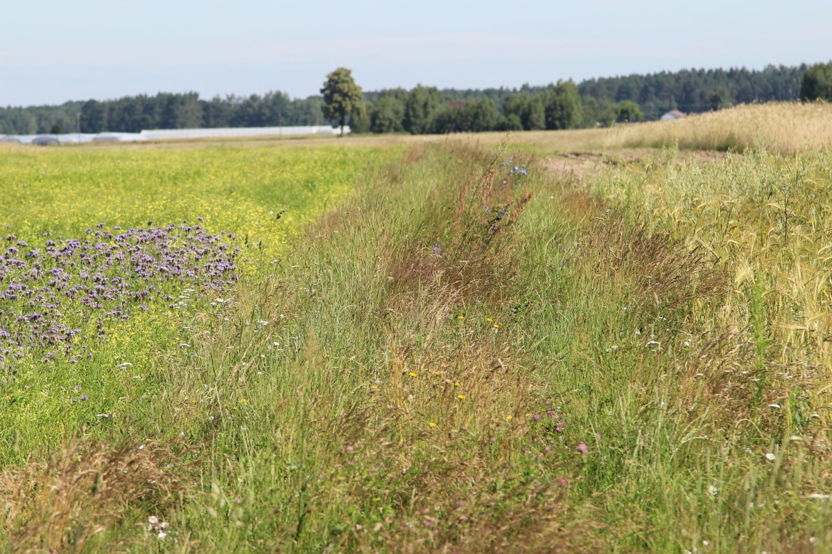 nasiona z Chin, paczka nasion z chin, piorin, nasiona nieznanego pochodzenia